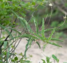 Image result for Adenia zambesiensis