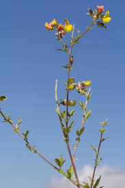 Image result for Crotalaria natalitia