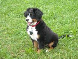 Gegenüber fremden verhalten sich berner sennenhunde friedlich und selbstsicher. Welpenfutter Fur Einen Berner Sennenhund