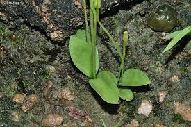 Image result for Ophioglossum reticulatum