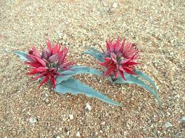 Image result for Ornithoglossum