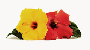 Edible hibiscus flowers for drinks. All You Need To Know About Hibiscus