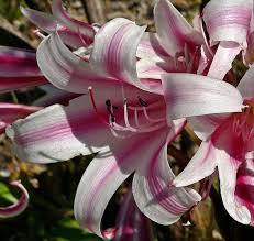 Image result for Crinum harmsii