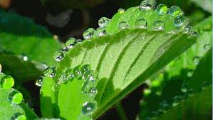 Image result for Hydrothauma