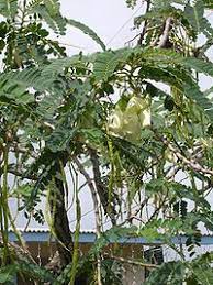 Turi merupakan salah satu tumbuhan herbal yang banyak tumbuh di berbagai daerah tropis di dunia termasuk indonesia. Turi Wikipedia Bahasa Indonesia Ensiklopedia Bebas