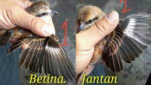 Cara Membedakan Burung Cendet Jantan Dan Betina Youtube