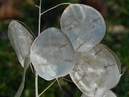 Silver leaf philodendrons ( philodendron brandtianum ) are attractive, tropical plants with olive green leaves splashed with silvery markings. Silberling One Year Silver Leaf Leaf Leaves Plant Nature Silver Bush Horticultural Silver Leaf Judas Silberling Pikist