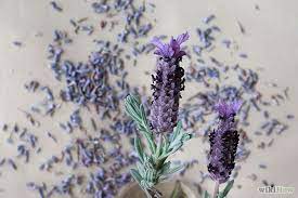 How To Make A Lavender Insect Repellent Lavender Mosquito Repellent Lavender Insect Repellent Dried Lavender Flowers