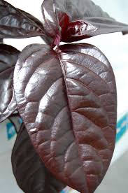 Image result for Pseuderanthemum