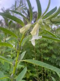 Image result for Sesamum angustifolium