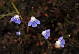 Image result for Linderniella wilmsii