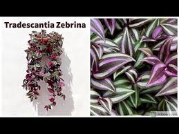 Image result for Tradescantia zebrina