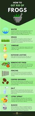 This is a more humane way of discouraging frogs from infesting your home. 16 Effective Home Remedies To Get Rid Of Frogs Remedies Lawn Care Diy Home Remedies