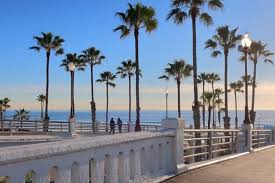 Image result for Washingtonia