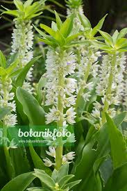Image result for Eucomis zambesiaca