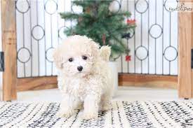 Very low prices could be a red flag, and you may find that you will be spending the money you save on vet bills instead. Faith Malti Poo Maltipoo Puppy For Sale Near Ft Myers Sw Florida Florida 02fd8fa2 F3a1