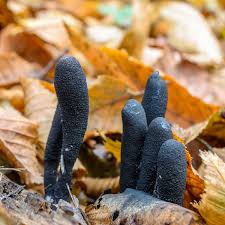 These fungi are also used to increase the acoustic ability of woods used to make violins. Alien Fungi Dead Man S Fingers Cgtn