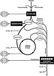 Cellular respiration occurs in both plant and animals. Cellular Respiration