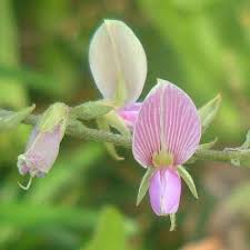 Image result for Galactia striata