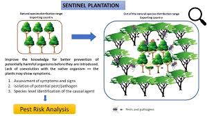 A pest could be rabbits (look at australia for a great example). Forewarned Is Forearmed Harmonized Approaches For Early Detection Of Potentially Invasive Pests And Pathogens In Sentinel Plantings