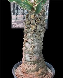 Image result for Euphorbia mlanjeana