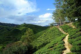 Walaupun kawasan tanah rendah dan cuaca panas, teh lemon. Pemandangan Ladang Teh Boh Sungai Palas Eimizaict S Weblog