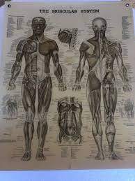 Vintage Anatomical Chart The Muscular System Copyright 1947