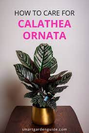 How To Care For Calathea Ornata Or The Pinstripe Plant Learn How To Care For Calathea Ornata To Pr Calathea Plant Calathea Plants