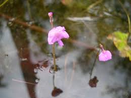 Kuvahaun tulos haulle bladderwort plant