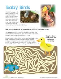See more ideas about baby ducks, cute animals, baby animals. Pdf Baby Birds Livia Covaci Academia Edu