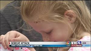The erickson's dogs received puncture wounds but will be alright because their rabies shots were up to date and they received an additional. Bobcat Attacks Family During Mt Graham Camping Trip