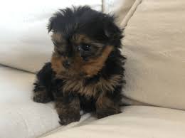 Born end of may of this year. Yorkie Puppies For Sale Memphis Tn Nar Media Kit