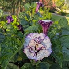 Image result for Clappertonia ficifolia