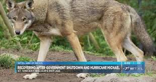 Two Red Wolves On St Vincent Island Couldn T Get Tagged During Government Shutdown