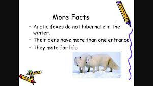 The arctic fox is a small white fox native to the arctic regions of the northern hemisphere. Fun Facts About Arctic Foxes Fox Amino Amino