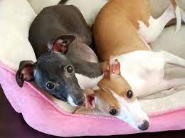 Italian Greyhound Puppy For Sale In Tampa Fl Adn 23915 On Puppyfinder Com Gender Female Age 8 Italian Greyhound Puppies Italian Greyhound Greyhound Puppy