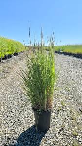 Image result for Stolzia compacta