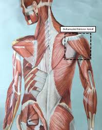 May 02, 2016 · an der außenseite des humerusschaftes setzt ungefähr in der mitte der deltamuskel (musculus deltoideus) an. Trx Hohes Rudern Terra Fitness