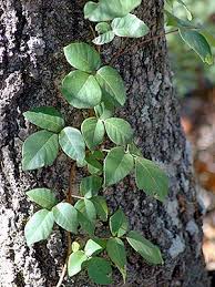 Pin By Cally Bradshaw On Poison Ivy Tx Poisonous Plants Plants Ivy Plants