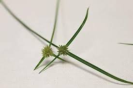 Image result for Kyllinga squamulata