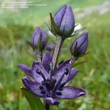 Image result for Swertia eminii