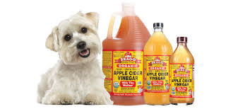 How often should you clean his ears? Apple Cider Vinegar Can Help Your Dog Modern Dog Magazine