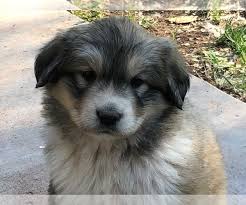 New and used items, cars, real estate, jobs, services, vacation rentals and more *** hi i have 1 female great pyrenees puppy left. Great Pyrenees Puppies For Sale Craigslist