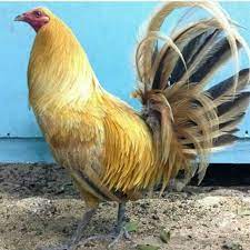 Bonito Color Chicken Breeds Fancy Chickens Chickens And Roosters