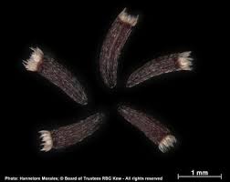 Image result for Anisopappus chinensis