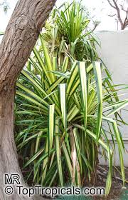 Image result for Pandanus sp. A