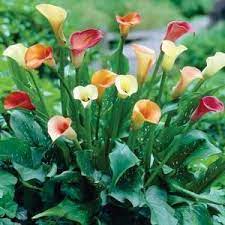 Calla Mixed Dormant Bulbs 10 Pack 70215 The Home Depot Calla Lily Calla Lillies Calla Lily Bulbs