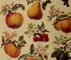 Image result for Apricot 1983 Hussmann