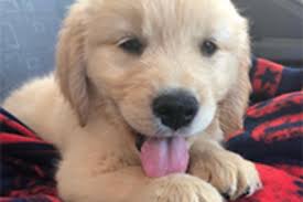 Puppy strangles is a scary term for a condition of the skin more technically described as juvenile cellulitis or puppy pyoderma. Greg Juvenile Cellulitis Mill Creek Animal Clinic