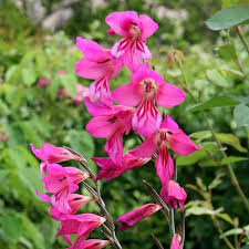 Image result for Gladiolus zambesiacus